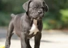 Irk Ve Saglık Garantili Cane Corso Yavrularım - Resim 1