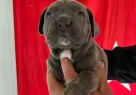 Kalın Burunlu Cane Corso Yavrularımız - Resim 1