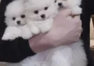 24 Aralık Dogumlu Kar Beyazı Pomeranian Boo - Resim 1