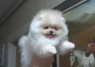 Beyaz Bulut Kusursuz Kurk Yapılı Teacup Pomeranian Boo - Resim 1