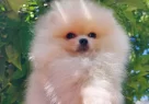 Tedybear Pomeranian Boo - Resim 1