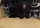 Komur Karası Ve Gumus Golgeli Pomeranian Boo Yavruları - Resim 4