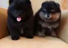 Komur Karası Ve Gumus Golgeli Pomeranian Boo Yavruları - Resim 3