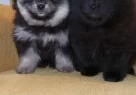Komur Karası Ve Gumus Golgeli Pomeranian Boo Yavruları - Resim 2