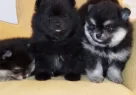 Komur Karası Ve Gumus Golgeli Pomeranian Boo Yavruları - Resim 1