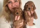 Mukemmel Toy Poodle Yavrularımız - Resim 4