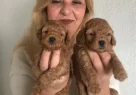 Mukemmel Toy Poodle Yavrularımız - Resim 6
