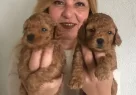 Mukemmel Toy Poodle Yavrularımız - Resim 5