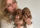 Mukemmel Toy Poodle Yavrularımız - Resim 7
