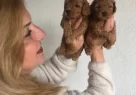 Mukemmel Toy Poodle Yavrularımız - Resim 8