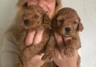 Mukemmel Toy Poodle Yavrularımız - Resim 1