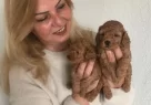 Mukemmel Toy Poodle Yavrularımız - Resim 2