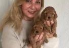 Mukemmel Toy Poodle Yavrularımız - Resim 3