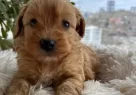 Mini Maltipoo Yavrularımız - Resim 1
