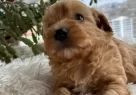 Mini Maltipoo Yavrularımız - Resim 2