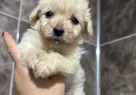 Mini Maltipoo Yavrularımız - Resim 3
