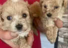 Mini Maltipoo Yavrularımız - Resim 4