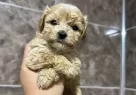 Mini Maltipoo Yavrularımız - Resim 5