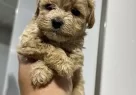 Mini Maltipoo Yavrularımız - Resim 6