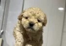Mini Maltipoo Yavrularımız - Resim 7