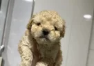 Mini Maltipoo Yavrularımız - Resim 8