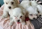 Beyaz Lokumlar Maltese Bebeklerimiz - Resim 2