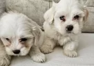 Beyaz Lokumlar Maltese Bebeklerimiz - Resim 4