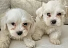 Beyaz Lokumlar Maltese Bebeklerimiz - Resim 5