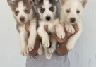 Orji̇nal Husky Yavrular Sağlik Garanti̇li̇ - Resim 1