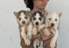 Orji̇nal Husky Yavrular Sağlik Garanti̇li̇ - Resim 3