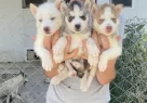 Orji̇nal Husky Yavrular Sağlik Garanti̇li̇ - Resim 2