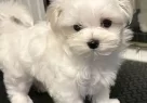 Maltese Terrier Xs Teacup Ev Doğumlu - Resim 1