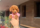Orjinal Toy Poodle Yavrularımız - Resim 2