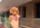 Orjinal Toy Poodle Yavrularımız - Resim 1