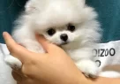 Ayi Surat Pomeranian Boo Yavrulari - Resim 1