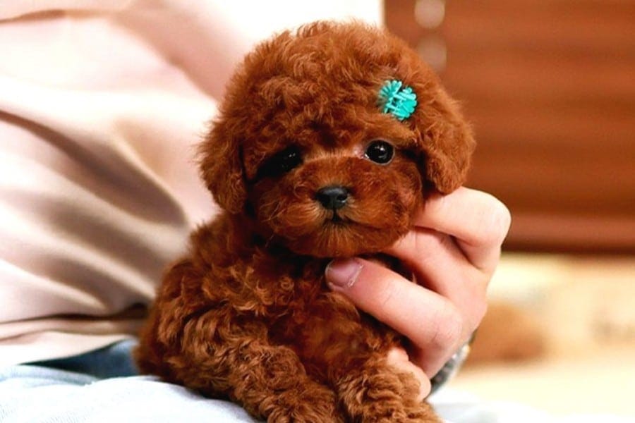 Toy Poodle Sosyalleşmesi 2025: Diğer Hayvanlarla İlişkileri ve Uyum Rehberi