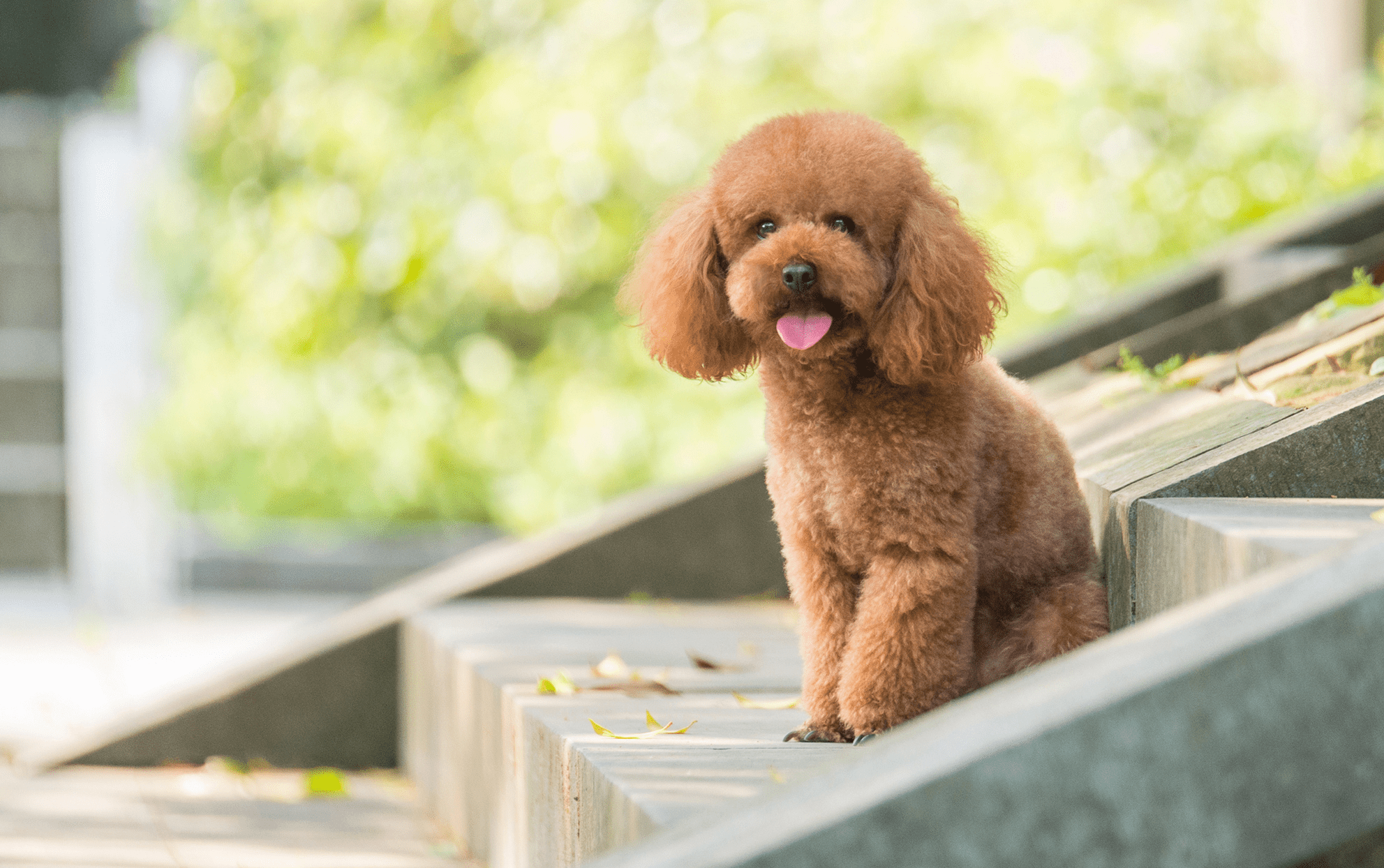 Toy Poodle Eğitimi 2025: Ev Eğitimi ve Temel Komutlar