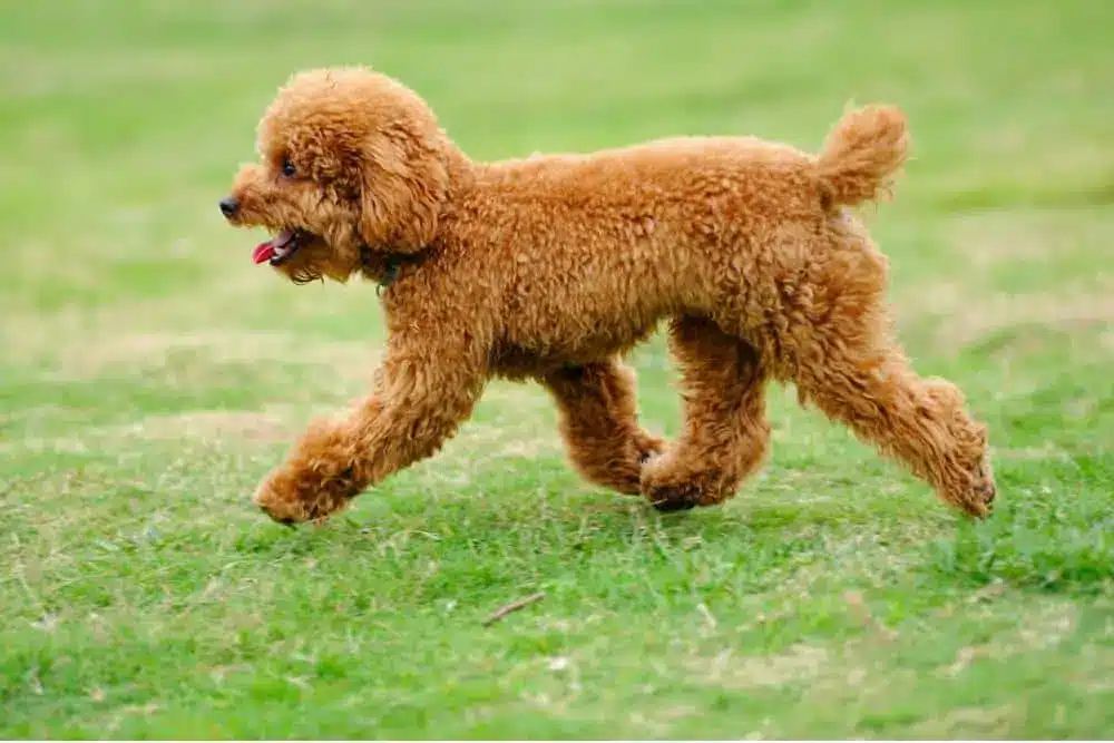 Toy Poodle Beslenmesi: Yaşa Göre Beslenme Rehberi 2025