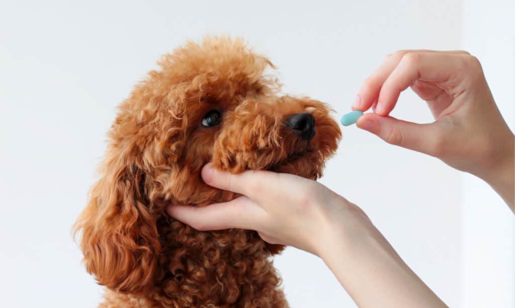 Toy Poodle Sağlık Sorunları: Dikkat Edilmesi Gerekenler 2025