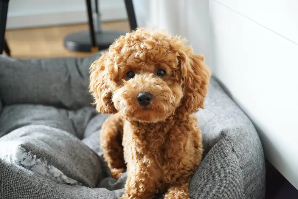 Toy Poodle Apartman Yaşamı: 2025 Şehir Hayatı Rehberi