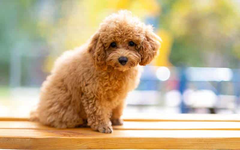 Toy Poodle Tüy Bakımı: Tıraş ve Fırçalama Teknikleri 2025