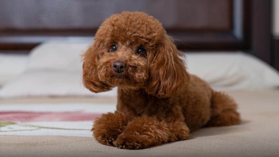 Toy Poodle Karakteri: Bu Sevimli Dostların Kişilik Özellikleri 2025