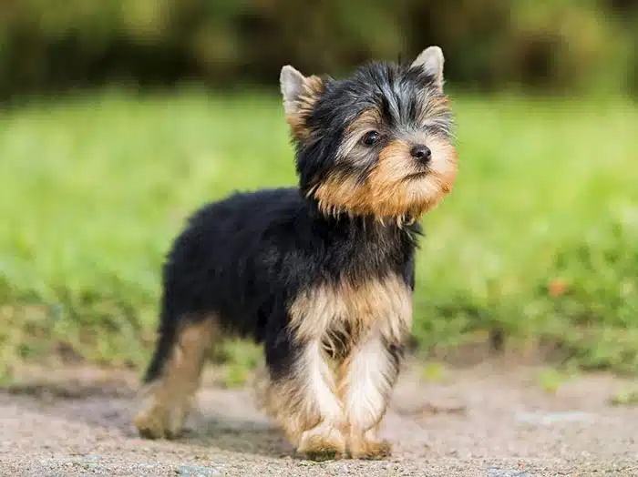 Yorkshire Terrier Fiyat