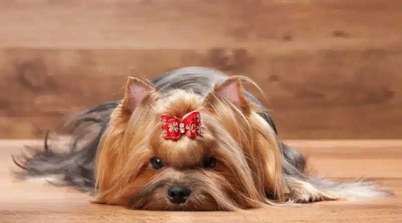Yorkshire Terrier Satılık