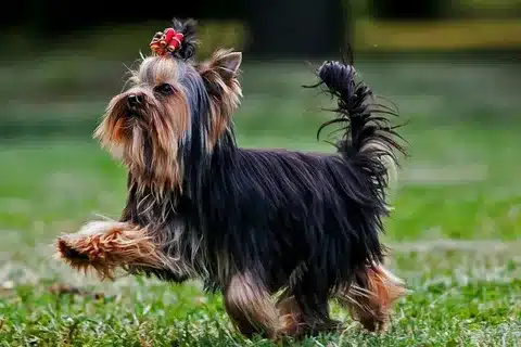 Yorkshire Terrier Yavru