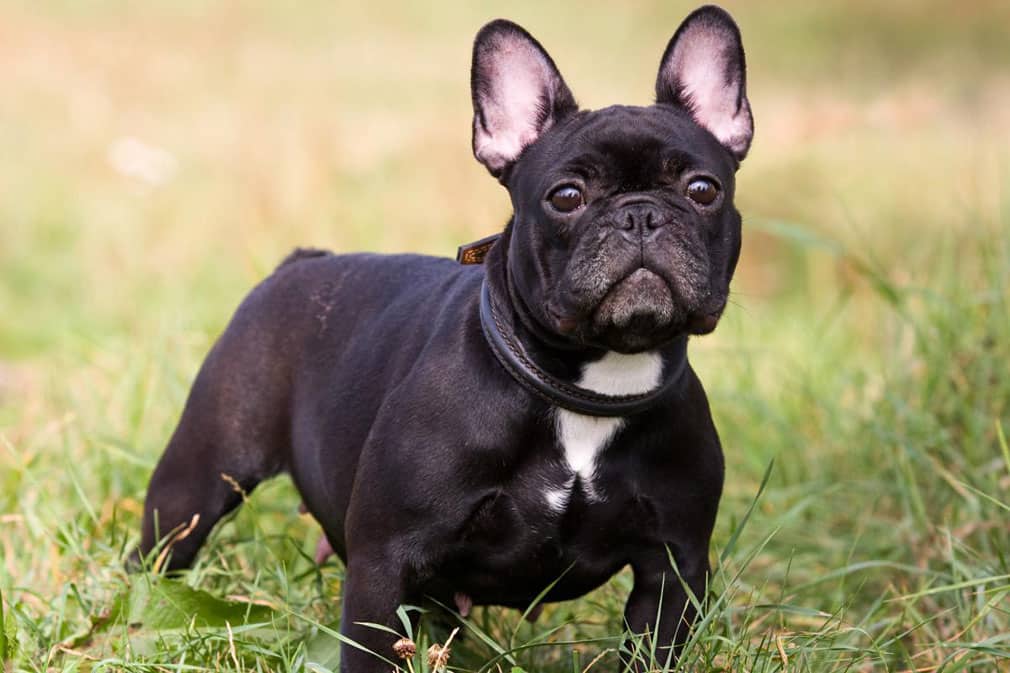 French Bulldog Bakımı İçin İpuçları