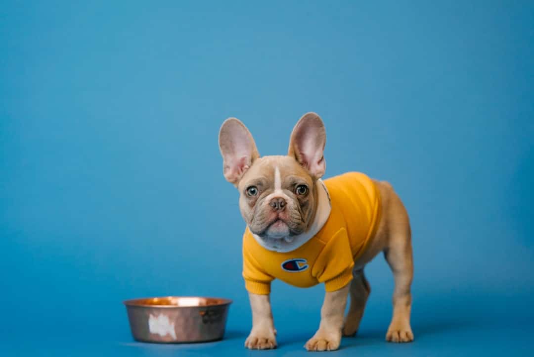 French Bulldog Beslenme İhtiyaçları