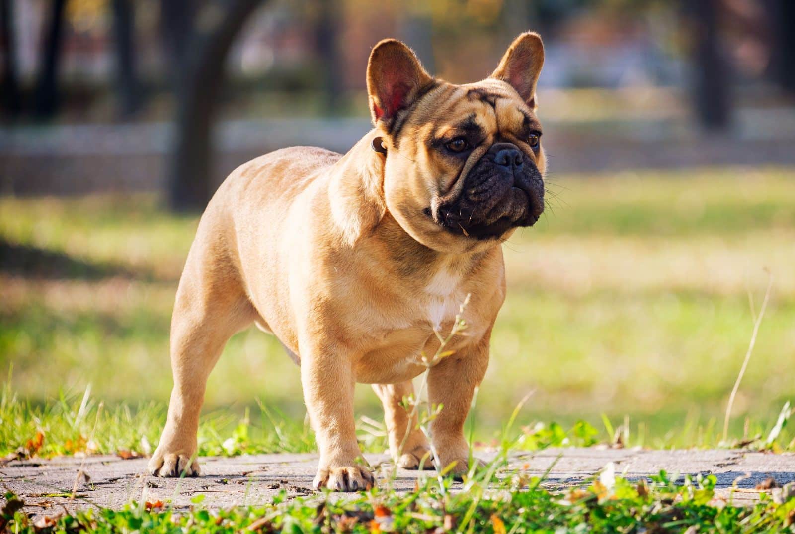 French Bulldog Fiyatları ve Piyasa Değeri