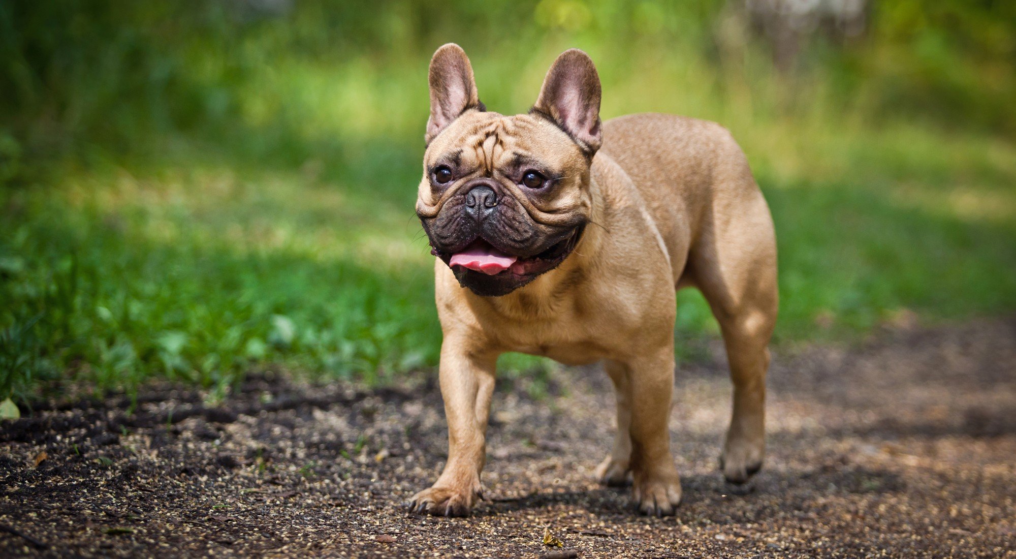 French Bulldog Özellikleri, Bakımı ve Beslenmesi