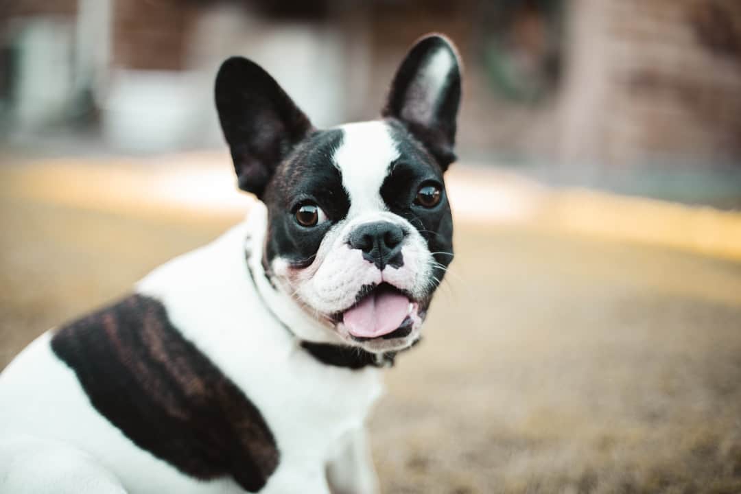 French Bulldog Yavru Seçerken Dikkat Edilmesi Gerekenler